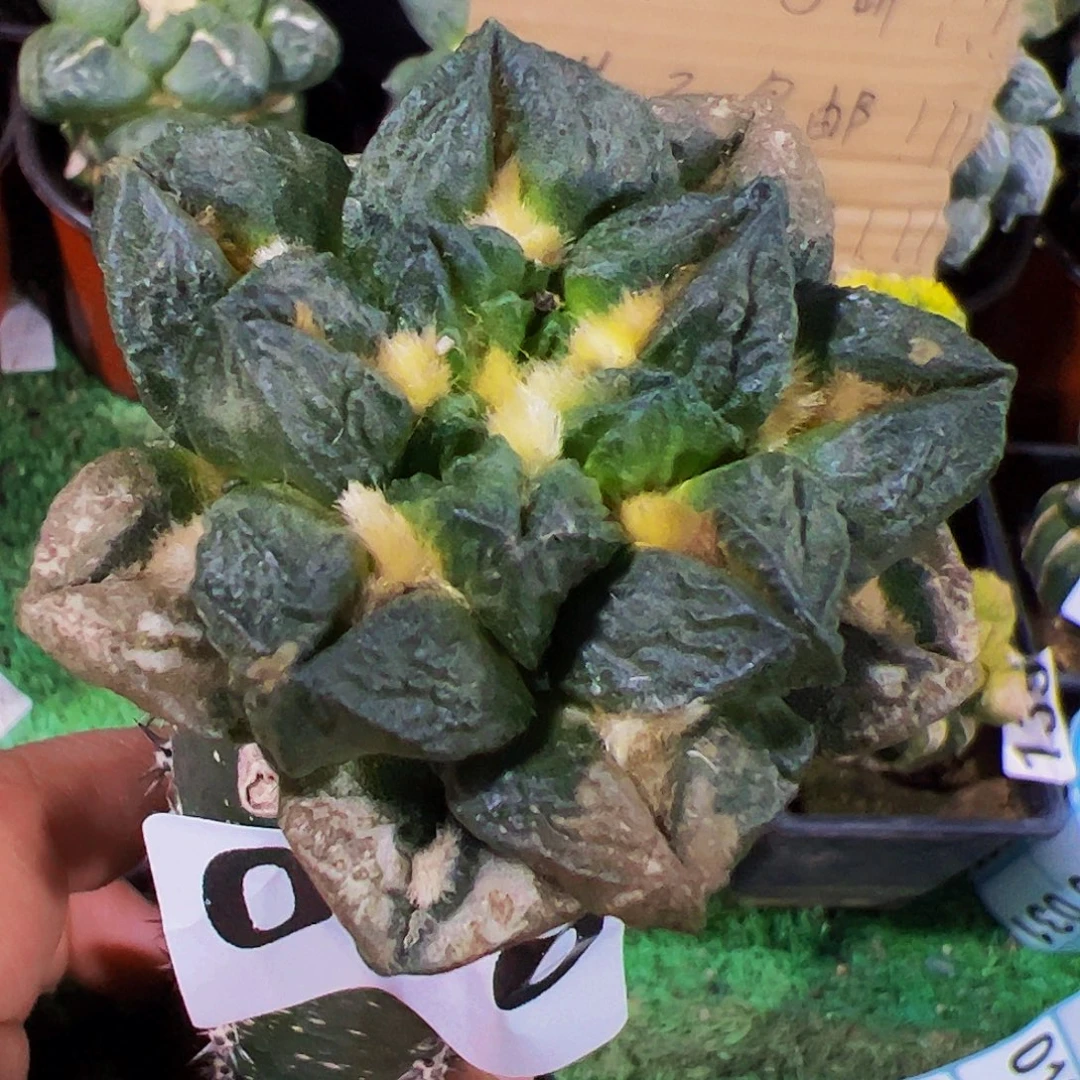 无花朵短宽尤龙角龟010