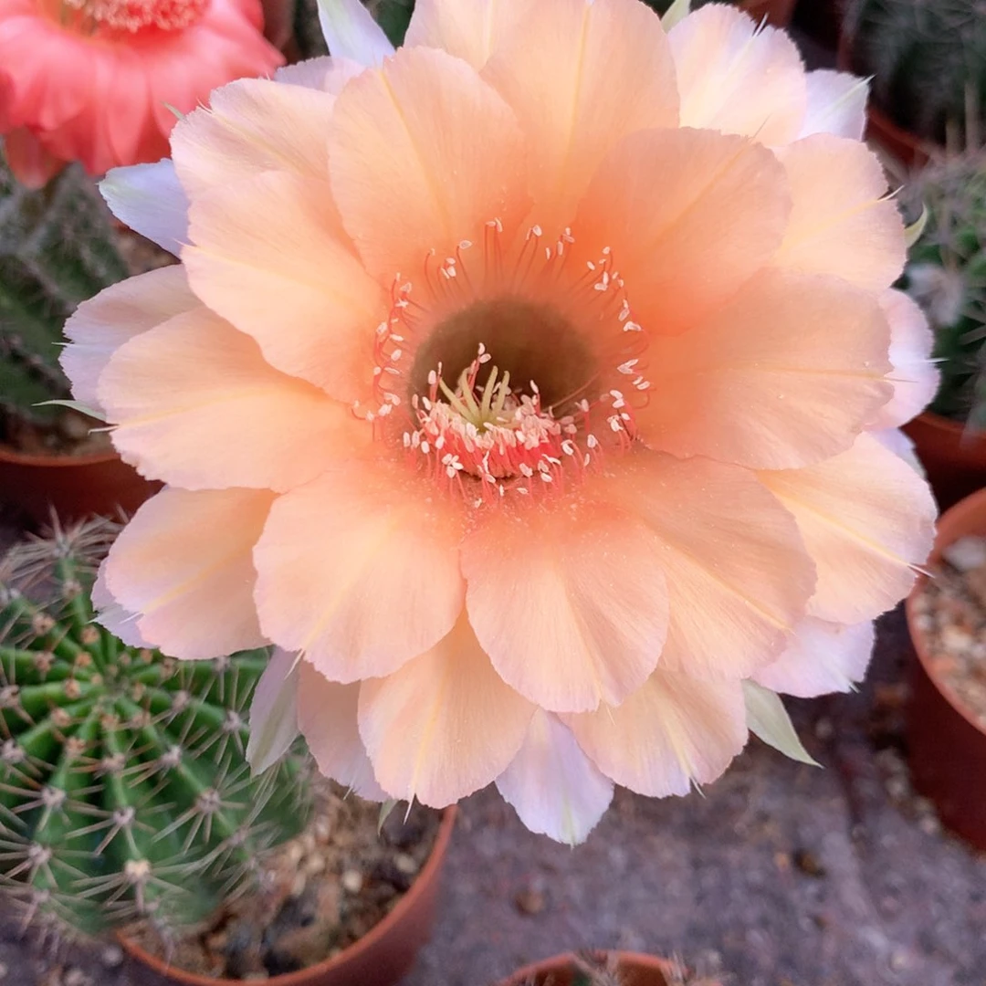 6135实生彩草10公分杯