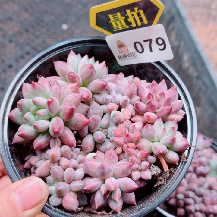 多肉植物多肉植物