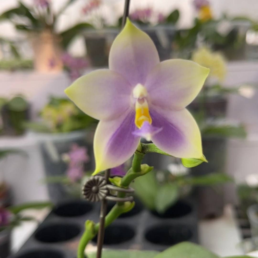 完全开放1689 2.8寸JG2345 一物一拍