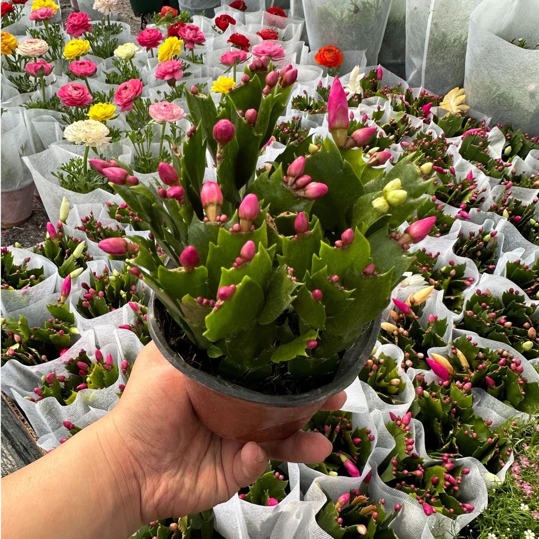 花屿厘【蟹爪兰】花卉绿植盆栽