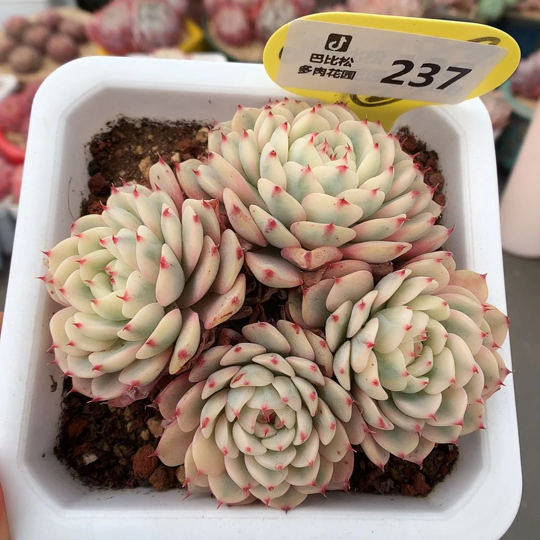 237姬莲锦多肉植物