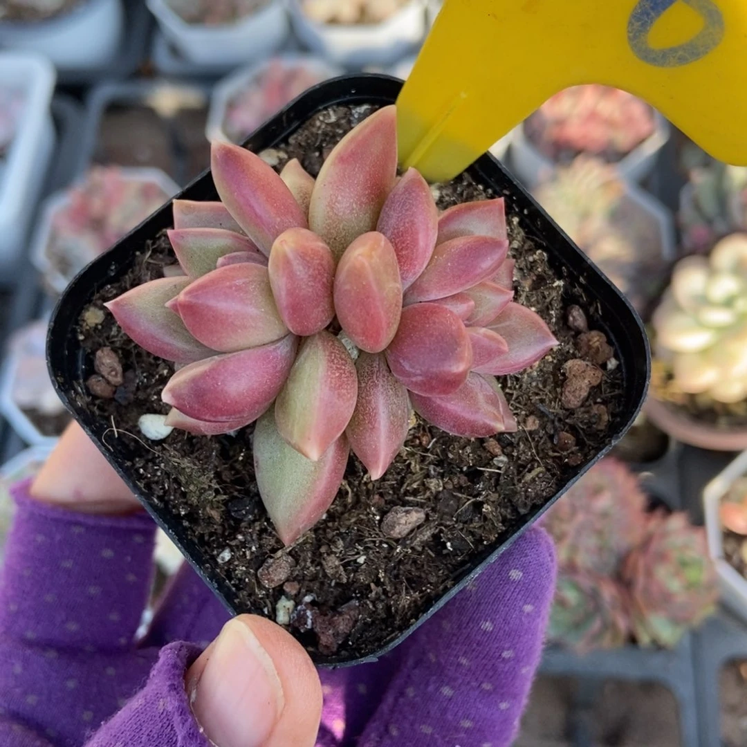 716迷雾泡泡多肉植物多肉