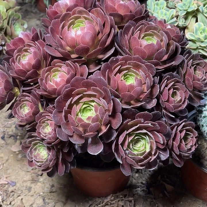 多肉植物赤焰莲19