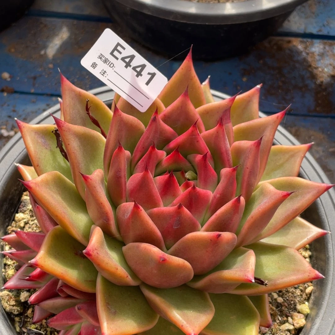 无花朵若如东云单拍E441