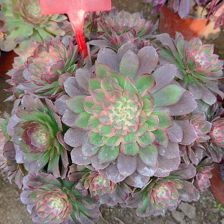 2-110莲花座有断枝的