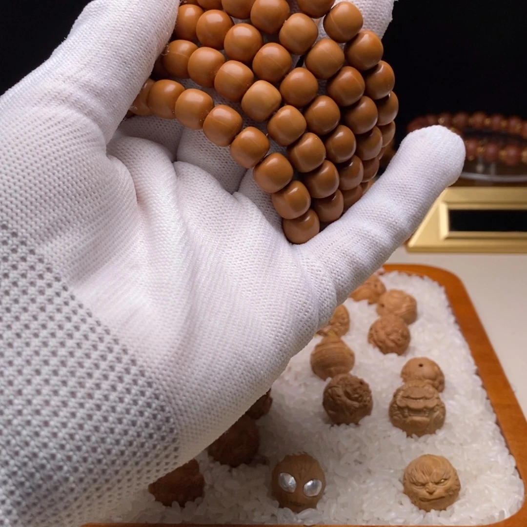 核桃猴头草的生长发育