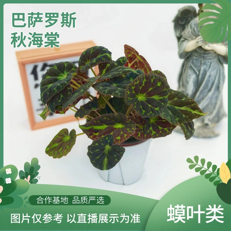 巴萨罗斯秋海棠室内观叶植物秋海棠盆栽