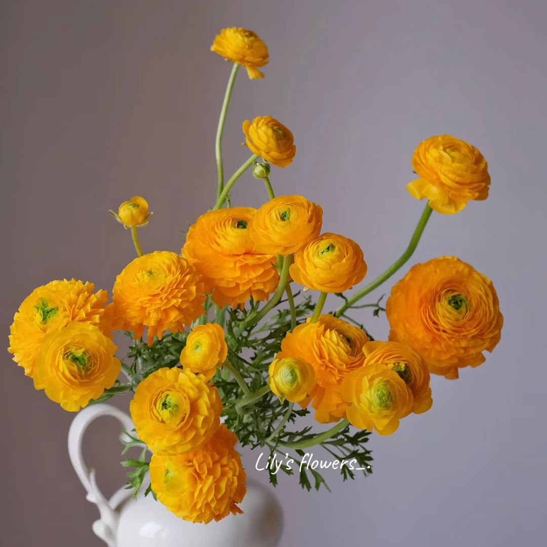 橙色洋牡丹《%20不售后》收到带卡纸醒花