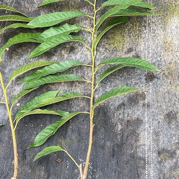 ！***！天使2578974578899