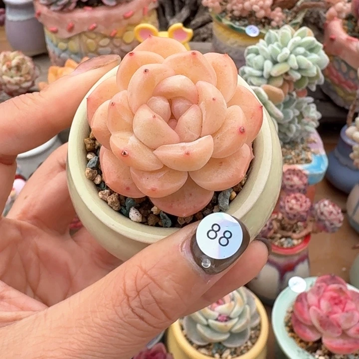 88 多肉含盆土 30元包邮 ➗偏远地区