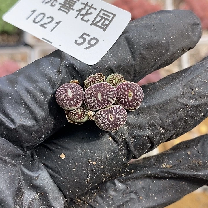 中**锥1021-59-超墨福利脱土。