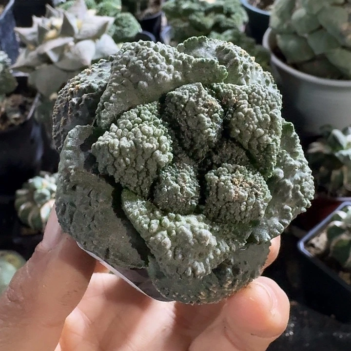 无花朵977菜花牡丹