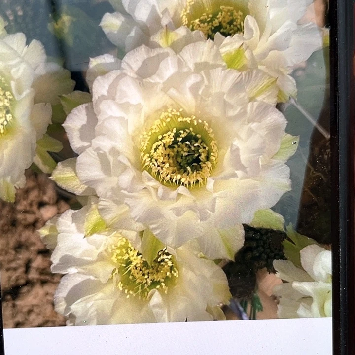 静静侧芽歪4公分以上满18包邮