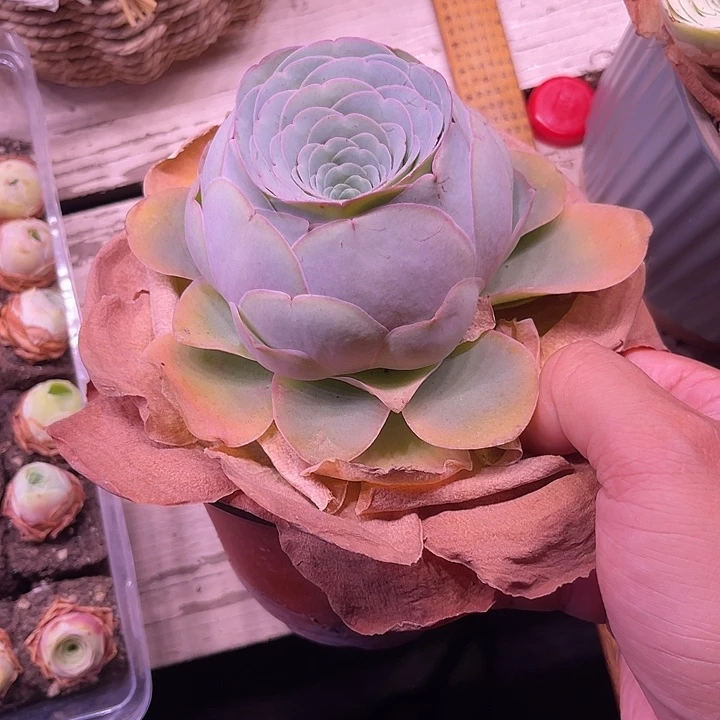 L****.山地玫瑰一物一拍