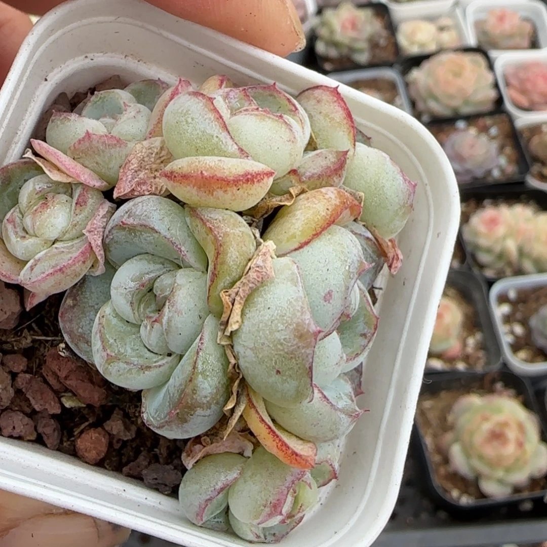 多肉小卡拉米糖心一物一拍