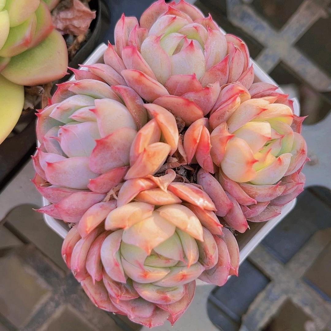 甲壳虫甲壳虫8.5公分09999999