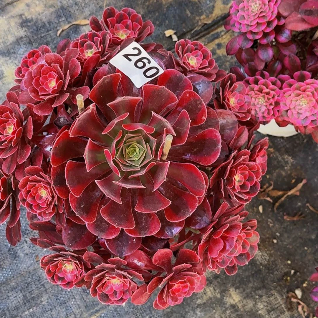 260美杜莎半木质桩