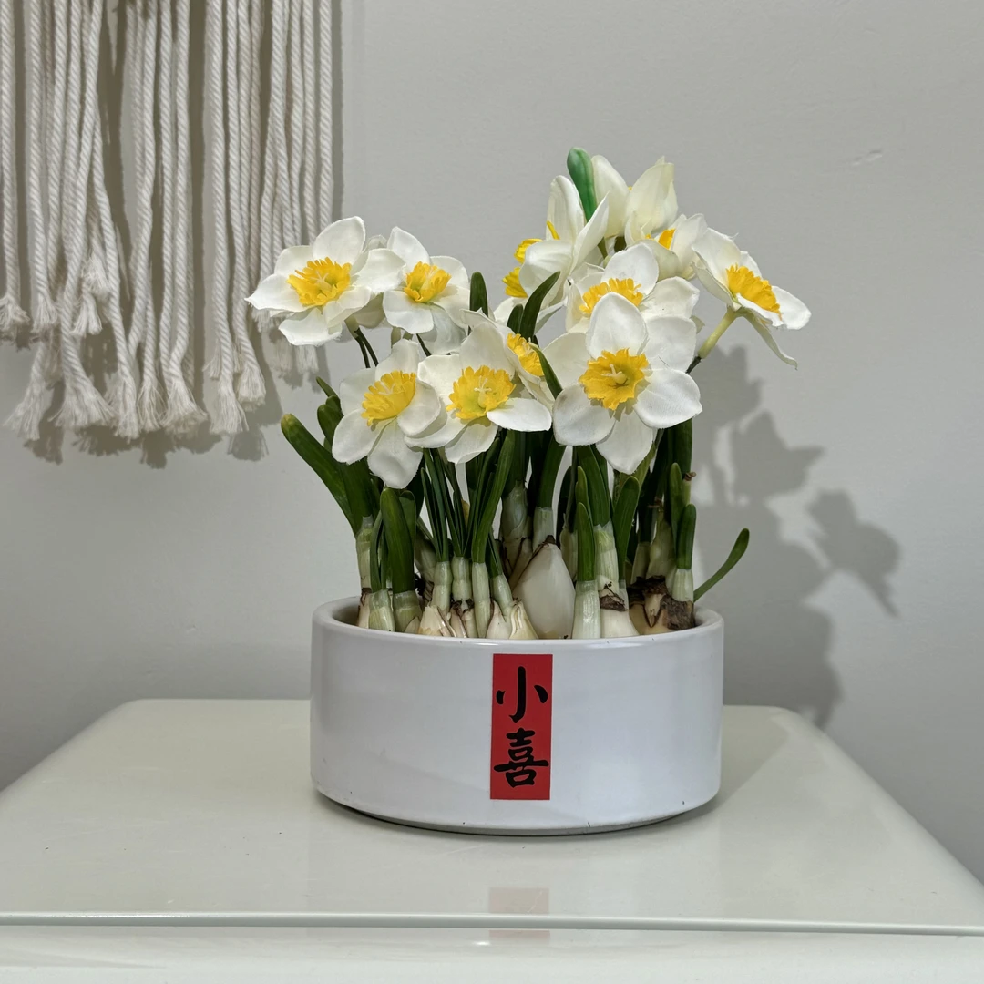 【漳州水仙花轻奢北欧款】耐寒种好水培水养植物小喜送礼佳品