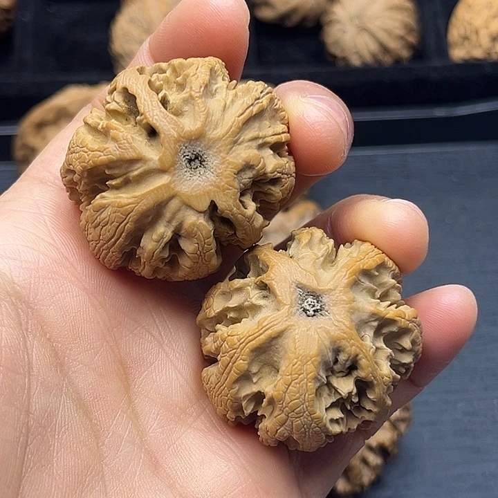 有***鱼木质类秦岭突突突突突突