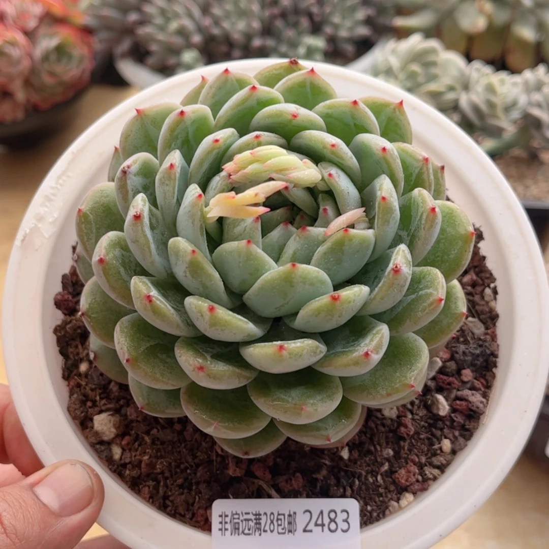 【闪购商品】2483雪花珍妮