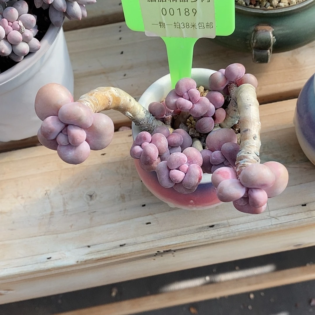 189投进去咯哦哦哦哦哦哦