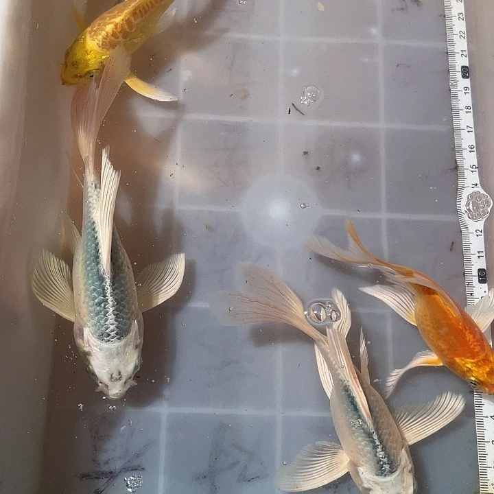 蝴蝶鲤鱼渔场直发113