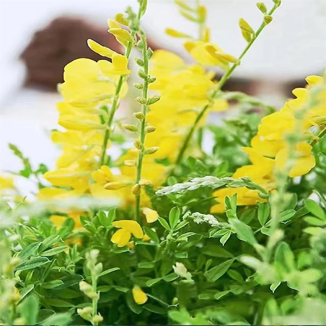 金雀花盆栽 室外室内易养护