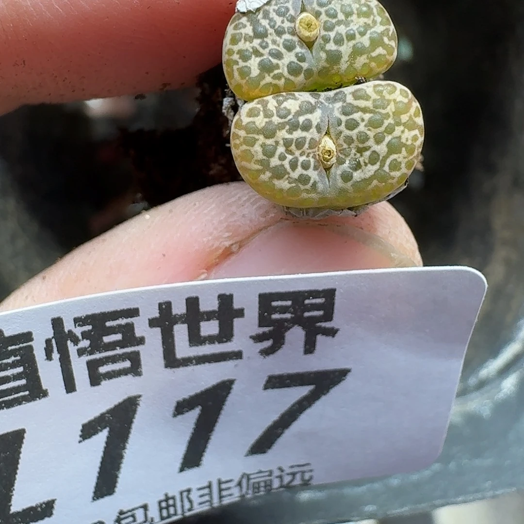 多肉植物的润泽fgb