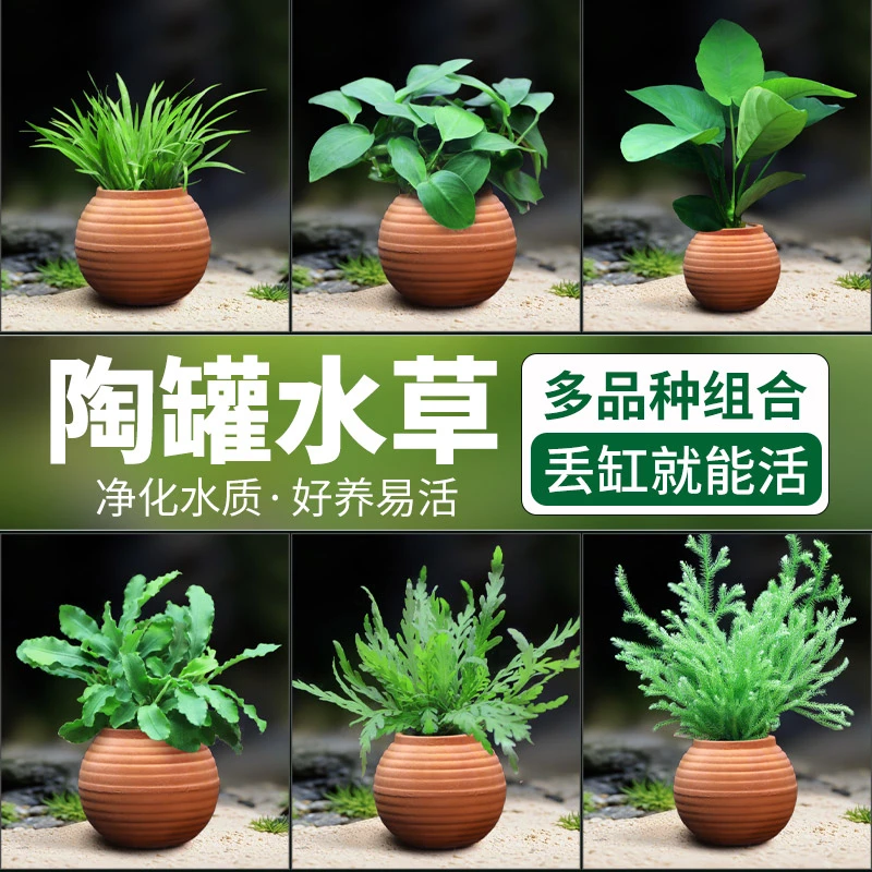 鱼缸陶罐水草套餐造景神器绿菊蜈蚣草阴性水培榕净水增氧新手推荐