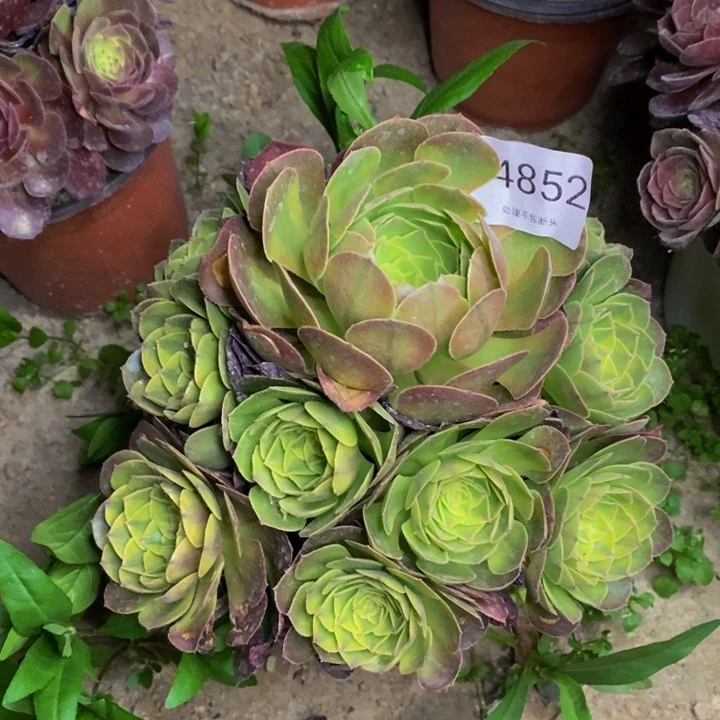 轮回多肉断头不包4852