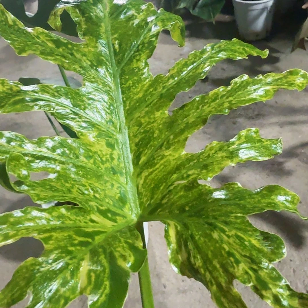 无花朵大*豆春雨锦一物一拍