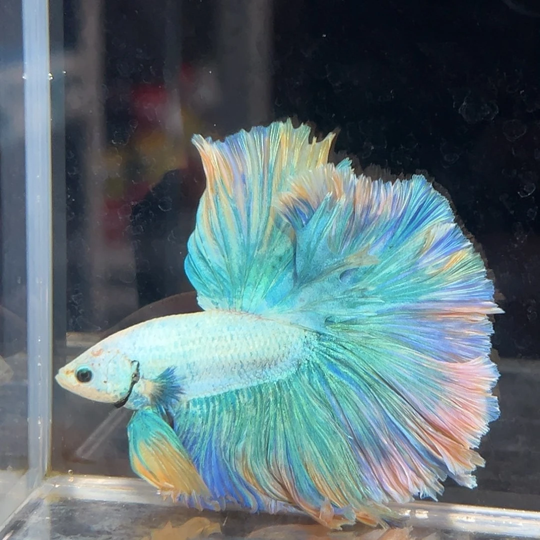 斗鱼2号梵高星月夜油画大尾巴