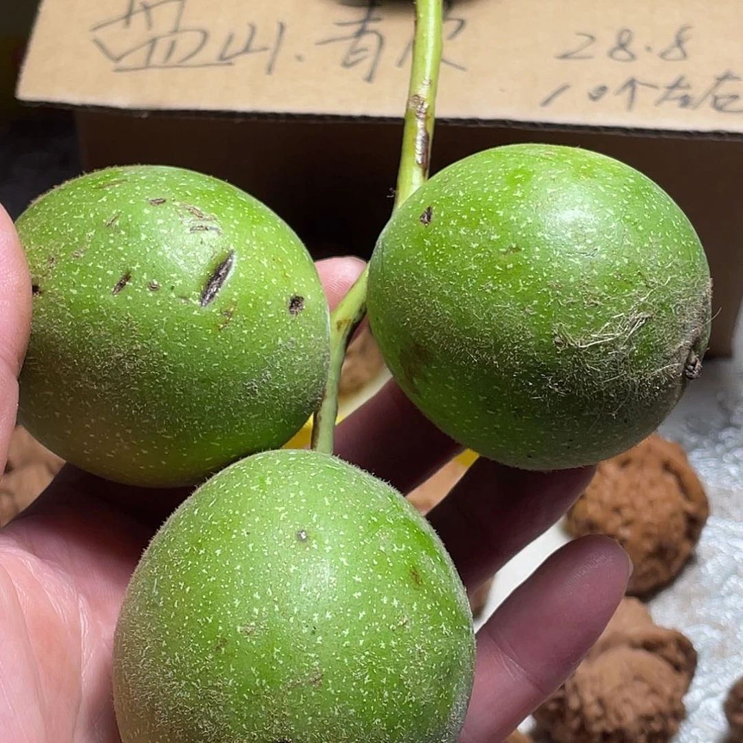 文玩核桃把件盘山青皮不退不换