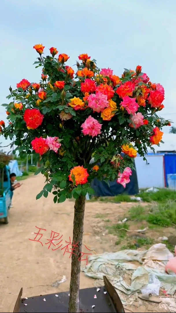 (腾彩虹)一款多色月季