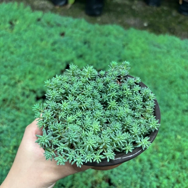 【中华景天】110口径单盆（6单包邮）庭院耐热耐寒植物花园地被花境