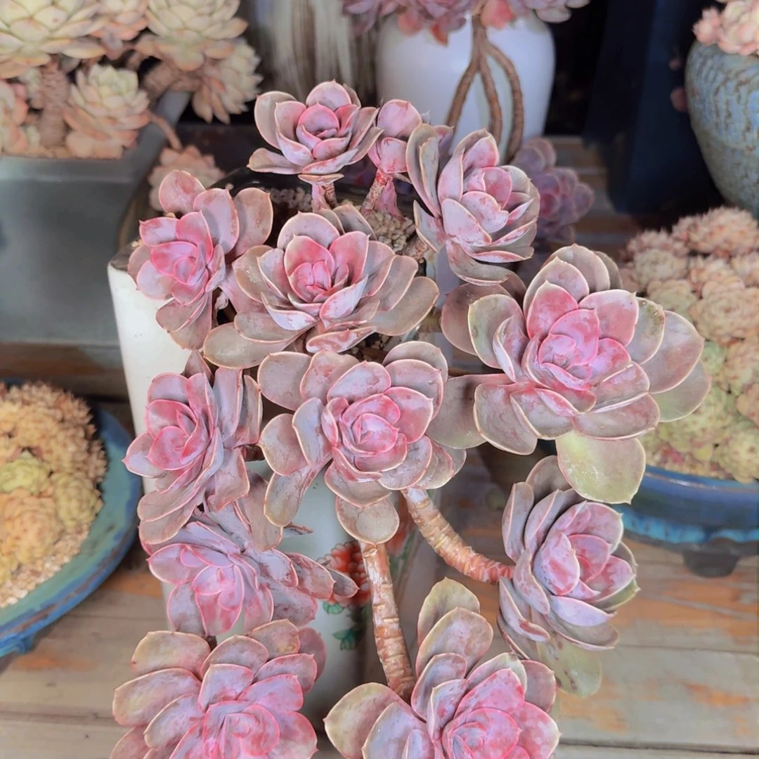 ?*然多肉植物和植物的