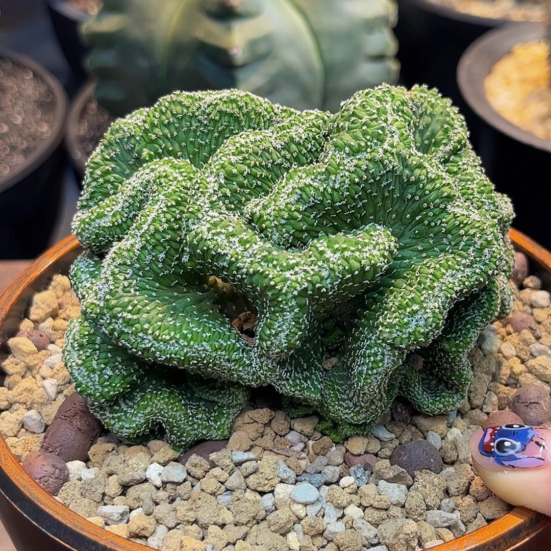 菊水缀Aawwwwwwaaaaaaaa