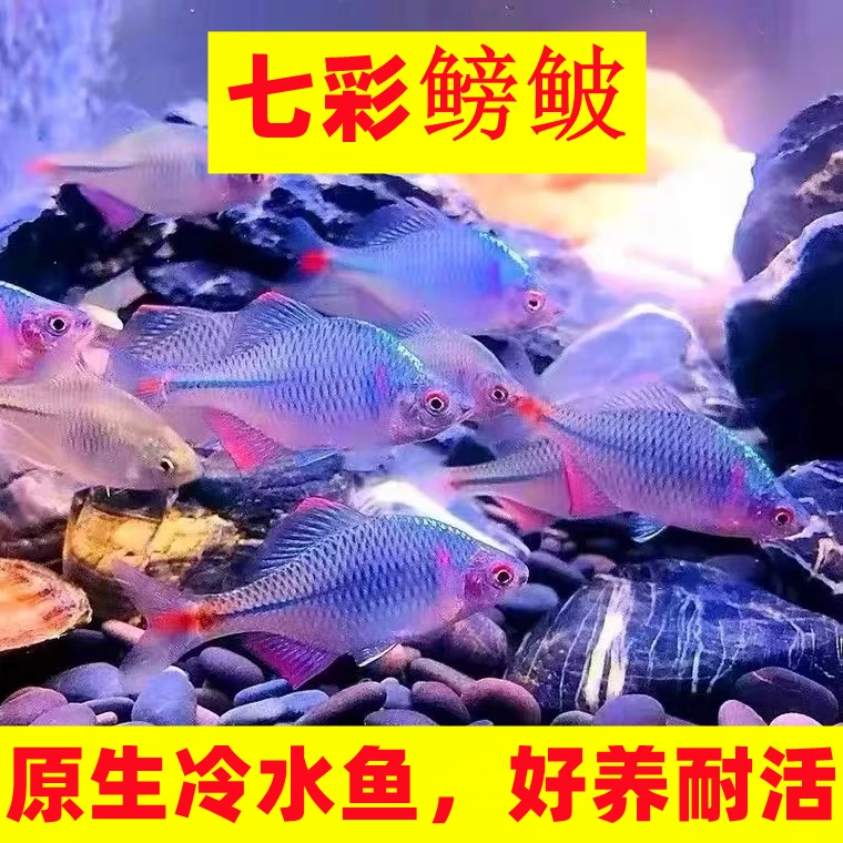 鳑鲏鱼观赏鱼冷水鱼原生鱼七彩旁皮鱼除藻活体小型原生群游鱼