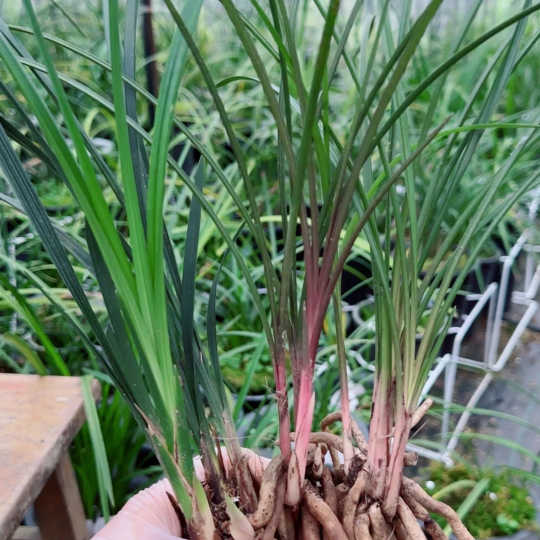 其***海当前无花栽培后可以开花
