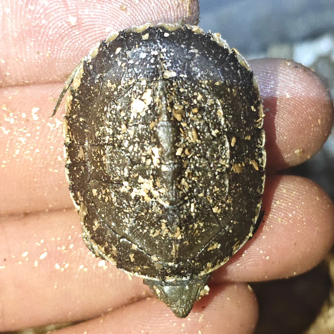 泥水小青龟外塘饲养尾尖自然磨损介意勿拍