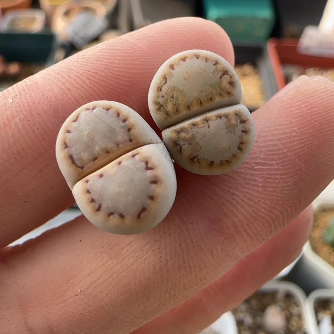 11.14。爱萌c216饼干生石花。8029