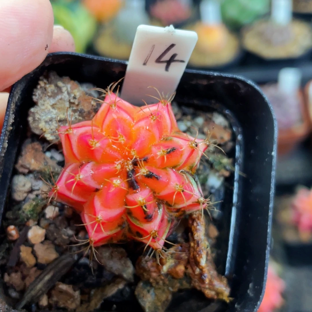 盆5公分满25包邮裸根发货