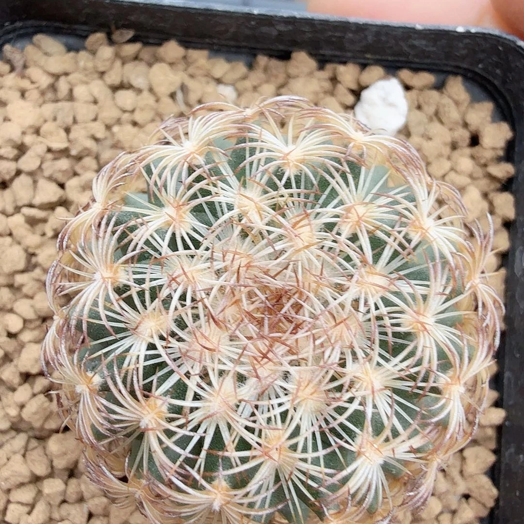 实生伊莎贝拉脱土发货