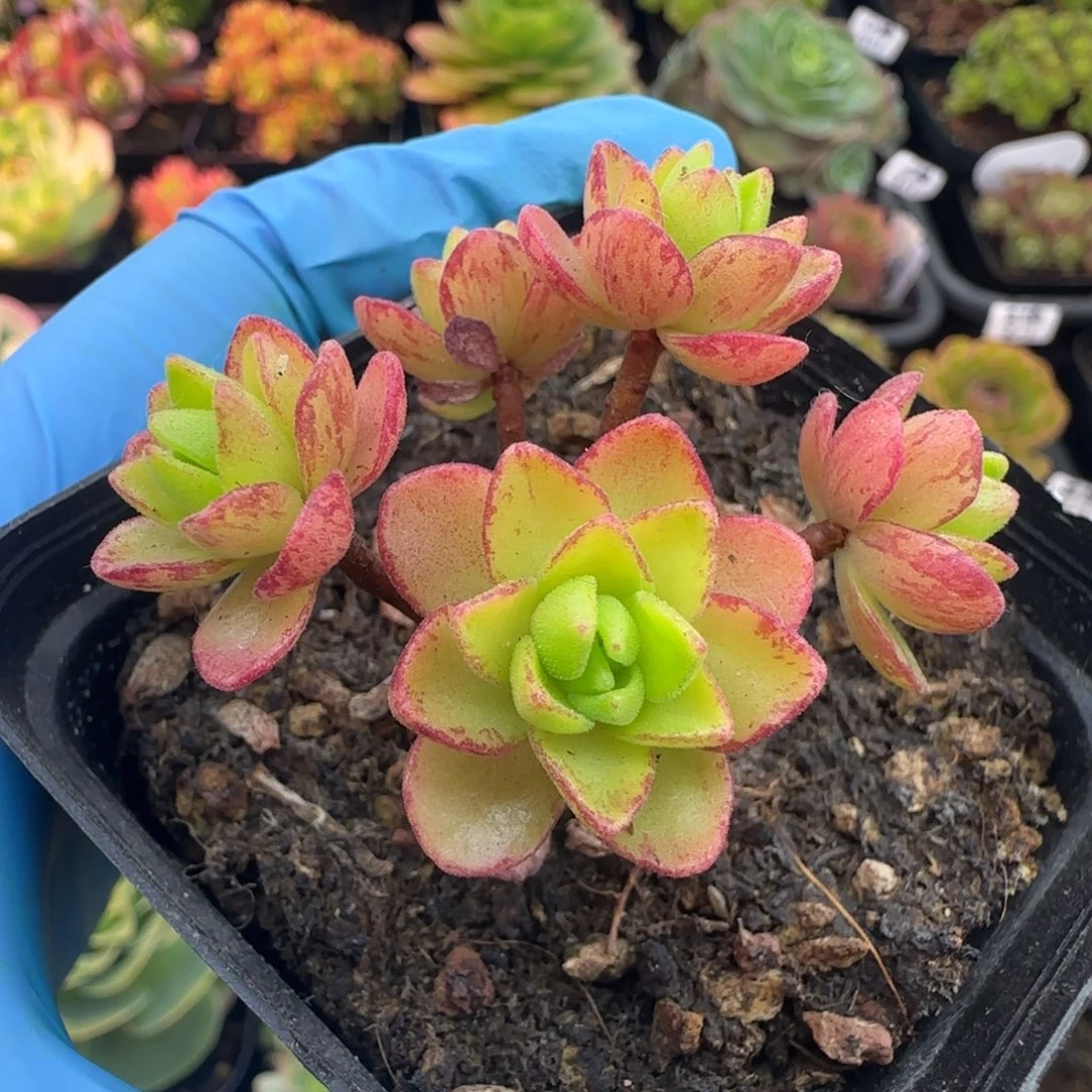 L737半城玫瑰红颜橄榄不含盆土