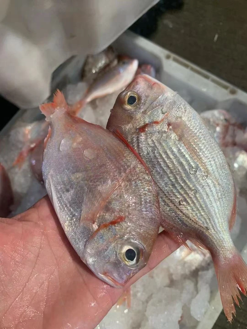 湛江野生红立鱼 天然赤棕鱼 顺丰速冻发货 有帮杀