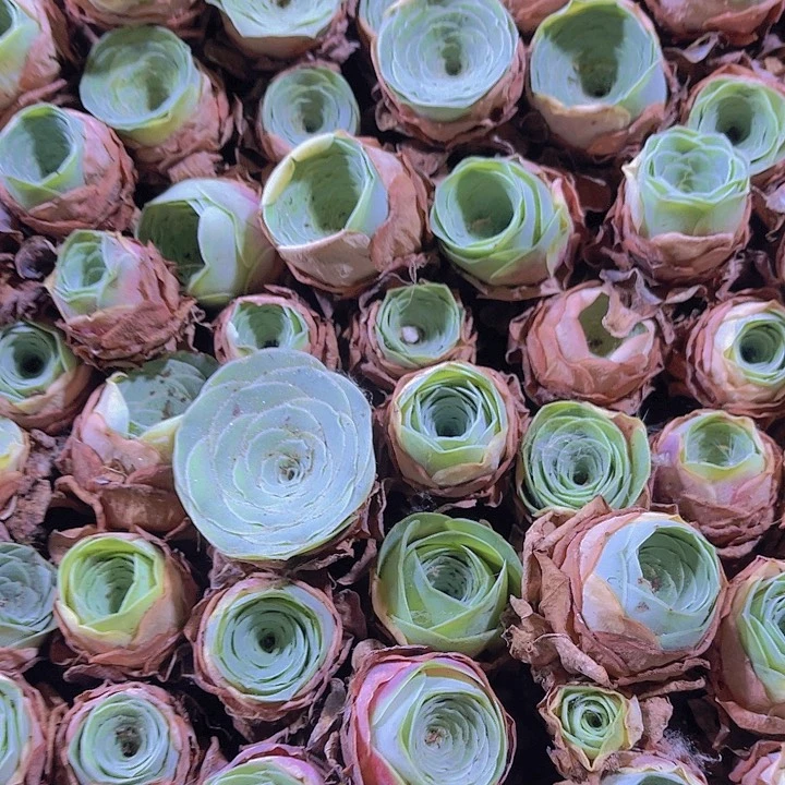 精品酒杯玫瑰多肉植物