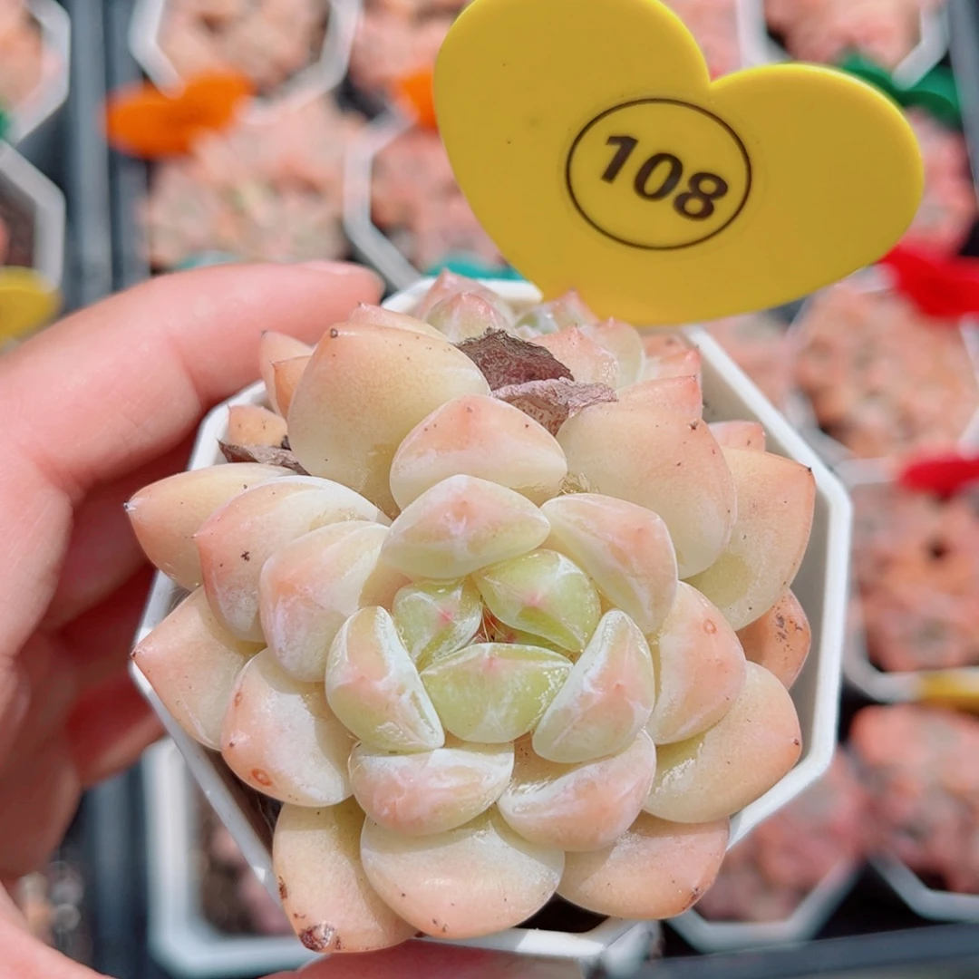 108号小老桩糖心双头