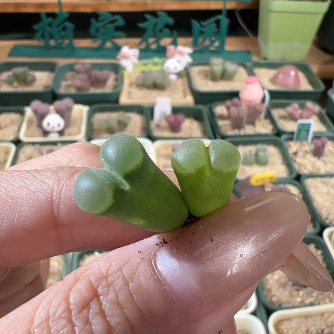 w168/y400汉奸头。 一组。干疤福利