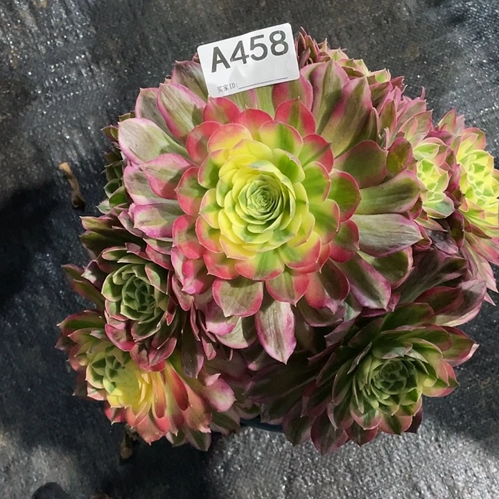 宣*海王多肉法师。   458